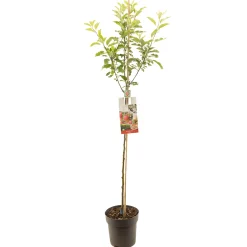 ohgreen Fruitbomen|Ecocheques|Appelboom malus domestica royal gala halfstam