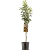 ohgreen Fruitbomen|Ecocheques|Appelboom malus domestica james grieve laagstam