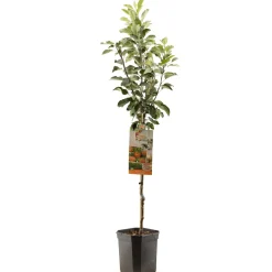 ohgreen Fruitbomen|Ecocheques|Appelboom malus domestica james grieve laagstam