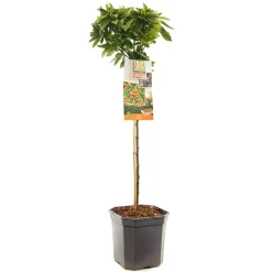 ohgreen Fruitbomen|Ecocheques|Appelboom malus pom'zai dwerg