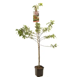 ohgreen Fruitbomen|Ecocheques|Appelboom malus red sentinel ( sierappel ) laagstam