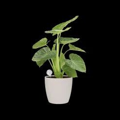 ohgreen Bewatering|Ecocheques|AQUA CARE TRANSPARANT