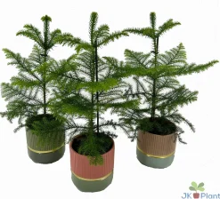 ohgreen Composities En Terrariums|Ecocheques|Araucaria in keramiek
