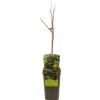 ohgreen Ecocheques|Fruitbomen|Aronia melanocarpa appelbes