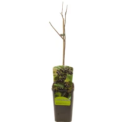 ohgreen Ecocheques|Fruitbomen|Aronia melanocarpa appelbes