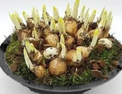 ohgreen Voorjaar|Ecocheques|Arrangement narcis zink p29 h20