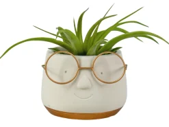 ohgreen Groene Planten|Ecocheques|Arrangement Tillandsia (luchtplantje)