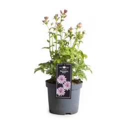 ohgreen Vaste Planten|Ecocheques|Astrantia premium mix (Zzeeuws knoopje )