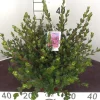 ohgreen Struiken|Ecocheques|Azalea japonica