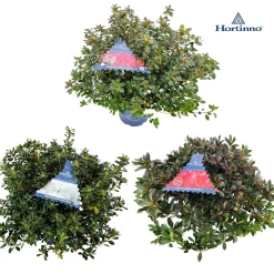 ohgreen Struiken|Ecocheques|Azalea japonica Hortinno