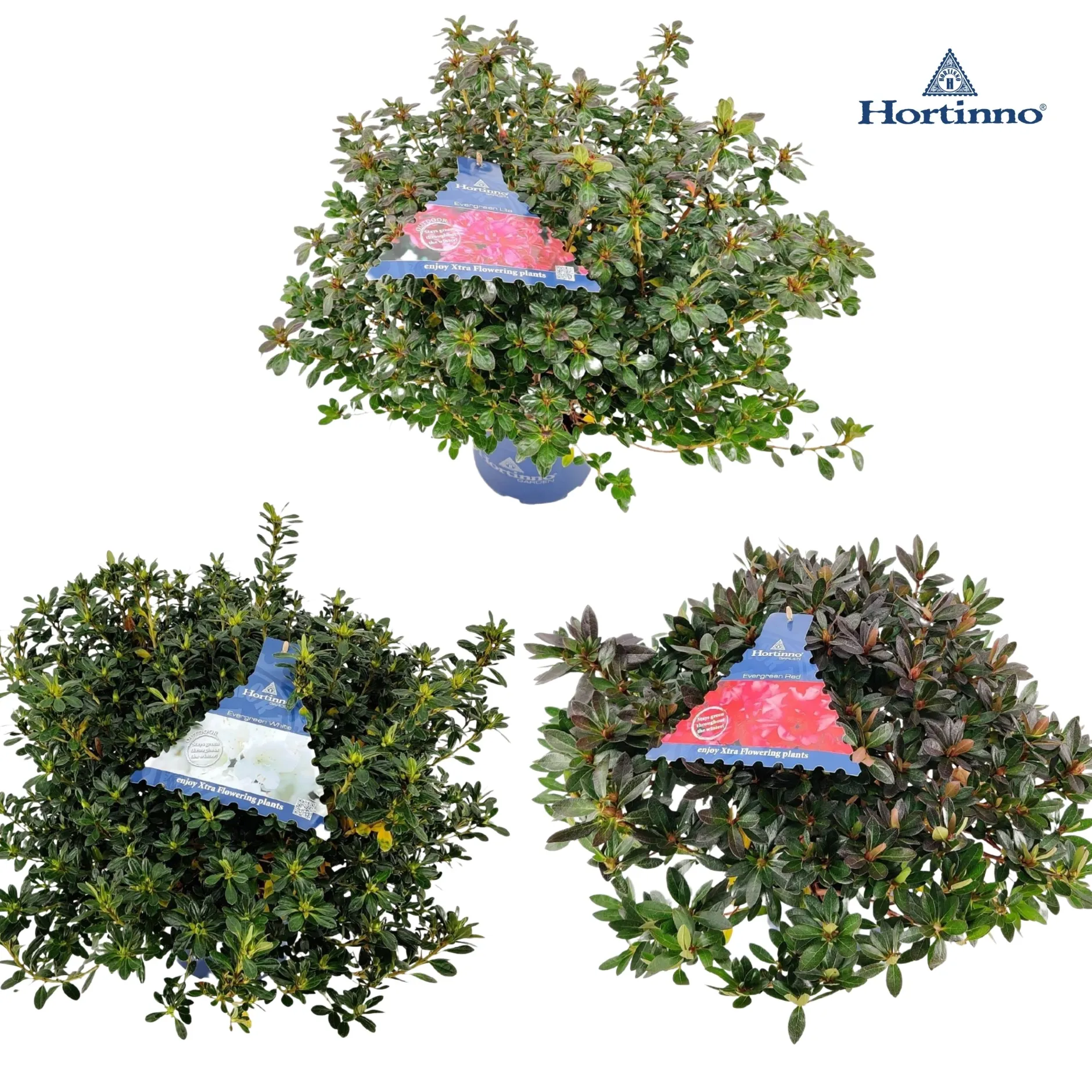 ohgreen Struiken|Ecocheques|Azalea japonica Hortinno