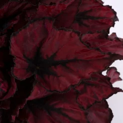 ohgreen Groene Planten|Ecocheques|Begonia Kohala Red