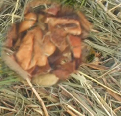 ohgreen Knaagdieren Voeding|Berghooi met appel 500 gr.