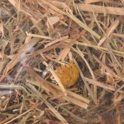 ohgreen Knaagdieren Voeding|Berghooi met kamille 500gr.