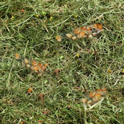 ohgreen Knaagdieren Voeding|Berghooi met tarwe en mais 500gr