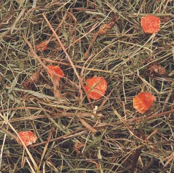 ohgreen Knaagdieren Voeding|Berghooi met wortel 500gr.