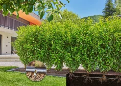 ohgreen Bewatering|Ecocheques|Bewatering heggen of struiken set 25m