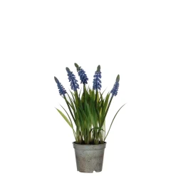ohgreen Sfeermakers|Blauw druifje dans un pot plastique blauw - h27xd8,5cm