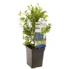 ohgreen Fruitbomen|Ecocheques|Blauwe bessenstruik vaccinium corymbosum jorma zeer vorstbestendig