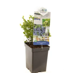 ohgreen Fruitbomen|Ecocheques|Blauwe bessenstruik vaccinium corymbosum alvar zeer vorstbestendig