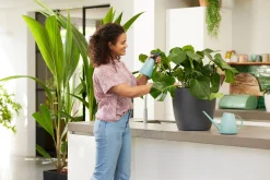 ohgreen Bewatering|Ecocheques|Bloemspuit 0,7l