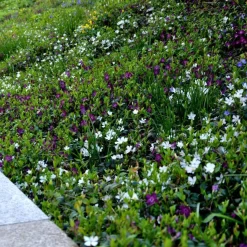 ohgreen Vaste Planten|Ecocheques|Bodembedekker p9