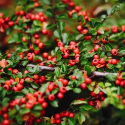 ohgreen Vaste Planten|Ecocheques|Bodembedekker p9