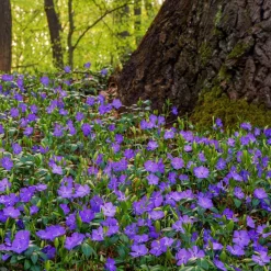 ohgreen Vaste Planten|Ecocheques|Bodembedekker p9