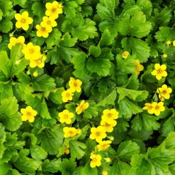 ohgreen Vaste Planten|Ecocheques|Bodembedekker p9