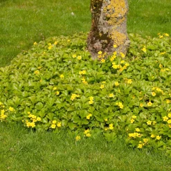 ohgreen Vaste Planten|Ecocheques|Bodembedekker p9