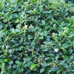 ohgreen Vaste Planten|Ecocheques|Bodembedekker p9