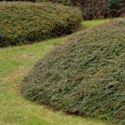 ohgreen Vaste Planten|Ecocheques|Bodembedekker p9