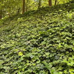 ohgreen Vaste Planten|Ecocheques|Bodembedekker p9