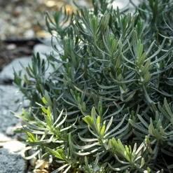 ohgreen Vaste Planten|Ecocheques|Bodembedekker p9