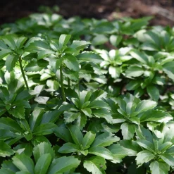 ohgreen Vaste Planten|Ecocheques|Bodembedekker p9