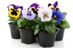 ohgreen Violen|Ecocheques|Bosviool