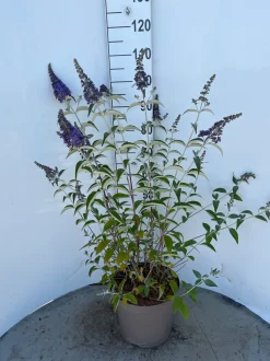 ohgreen Struiken|Ecocheques|Buddleja davidii Empire Blue ( Vlinderstruik )