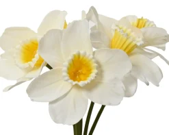 ohgreen Sfeermakers|Bundel op steel