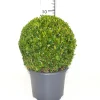 ohgreen Struiken|Ecocheques|Buxus bol in grijze decopot p26 h45