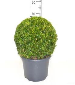 ohgreen Struiken|Ecocheques|Buxus bol in grijze decopot p26 h45