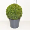 ohgreen Struiken|Ecocheques|Buxus sempervirens bol p31 h70