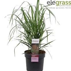 ohgreen Vaste Planten|Ecocheques|Calamagrostis acutiflora Karl Foerster ( pluimstruisriet )