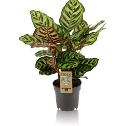 ohgreen Groene Planten|Ecocheques|Calathea makoyana p14 h45