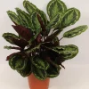 ohgreen Groene Planten|Ecocheques|Calathea Medallion (Pauwenplant)