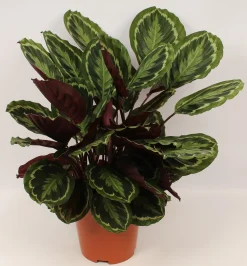 ohgreen Groene Planten|Ecocheques|Calathea Medallion (Pauwenplant)