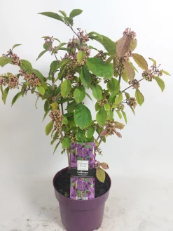 ohgreen Struiken|Ecocheques|Callicarpa profusion (Schoonvrucht)