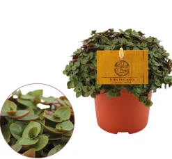 ohgreen Groene Planten|Ecocheques|Callisia repens 'Turtle'