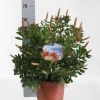 ohgreen Mediterrane Planten|Ecocheques|Callistemon ( Lampenpoetser struik )