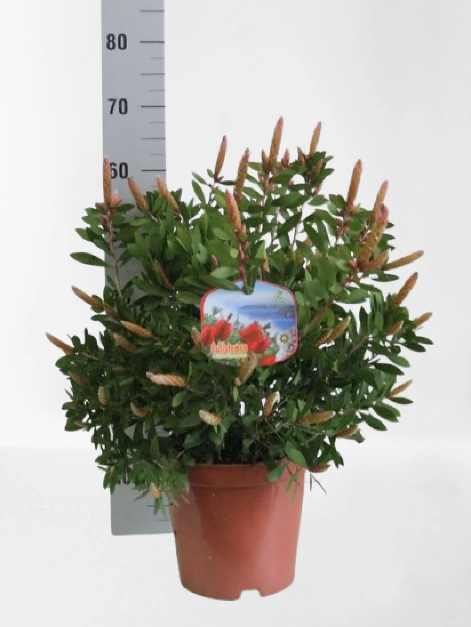 ohgreen Mediterrane Planten|Ecocheques|Callistemon ( Lampenpoetser struik )