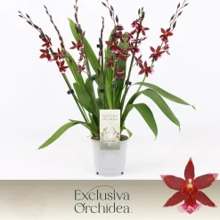 ohgreen Bloeiende Planten|Ecocheques|Cambria Barrocco red 7 bloemstelen